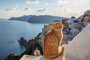 an orange cat in santorini