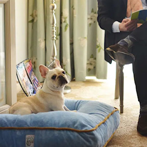 BARK AIR’S DOG-FIRST CHARTER