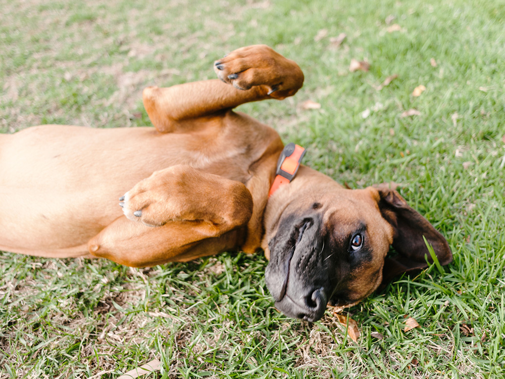 Cute puppy rolling around in the grass outside.