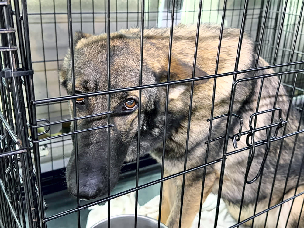 Sad dog in a metal crate.