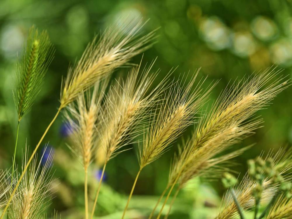 the barbed seed of a foxtail barley