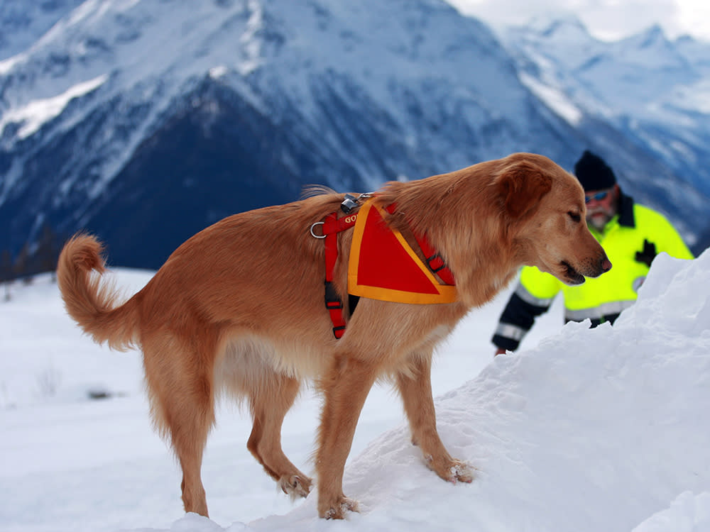 Rescue dog standing in the snow with the mountains and an emergency medic in the background