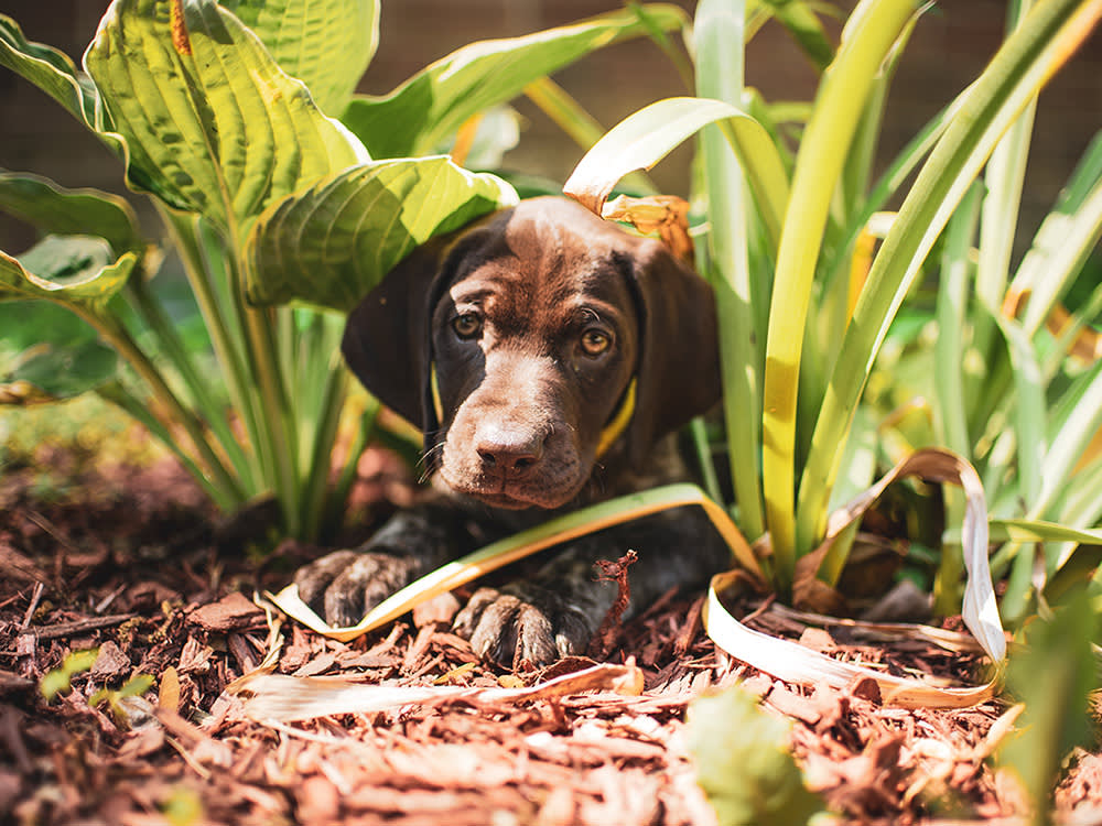 A cute dog hiding in a garden. 