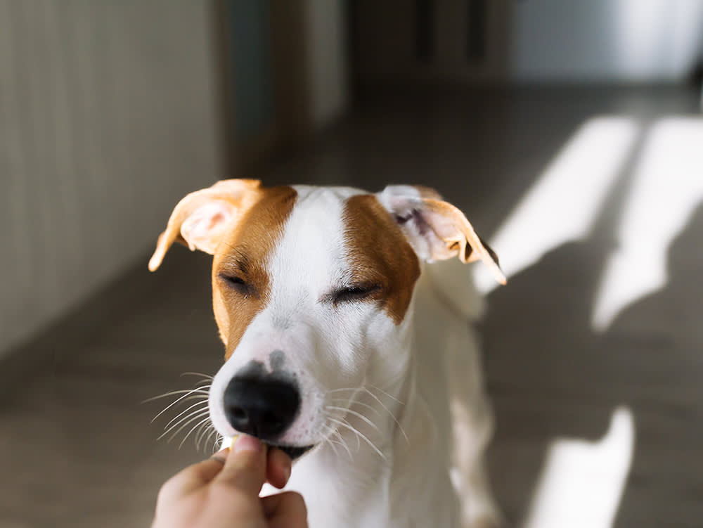 Hand giving a treat to a blissful and calm looking dog