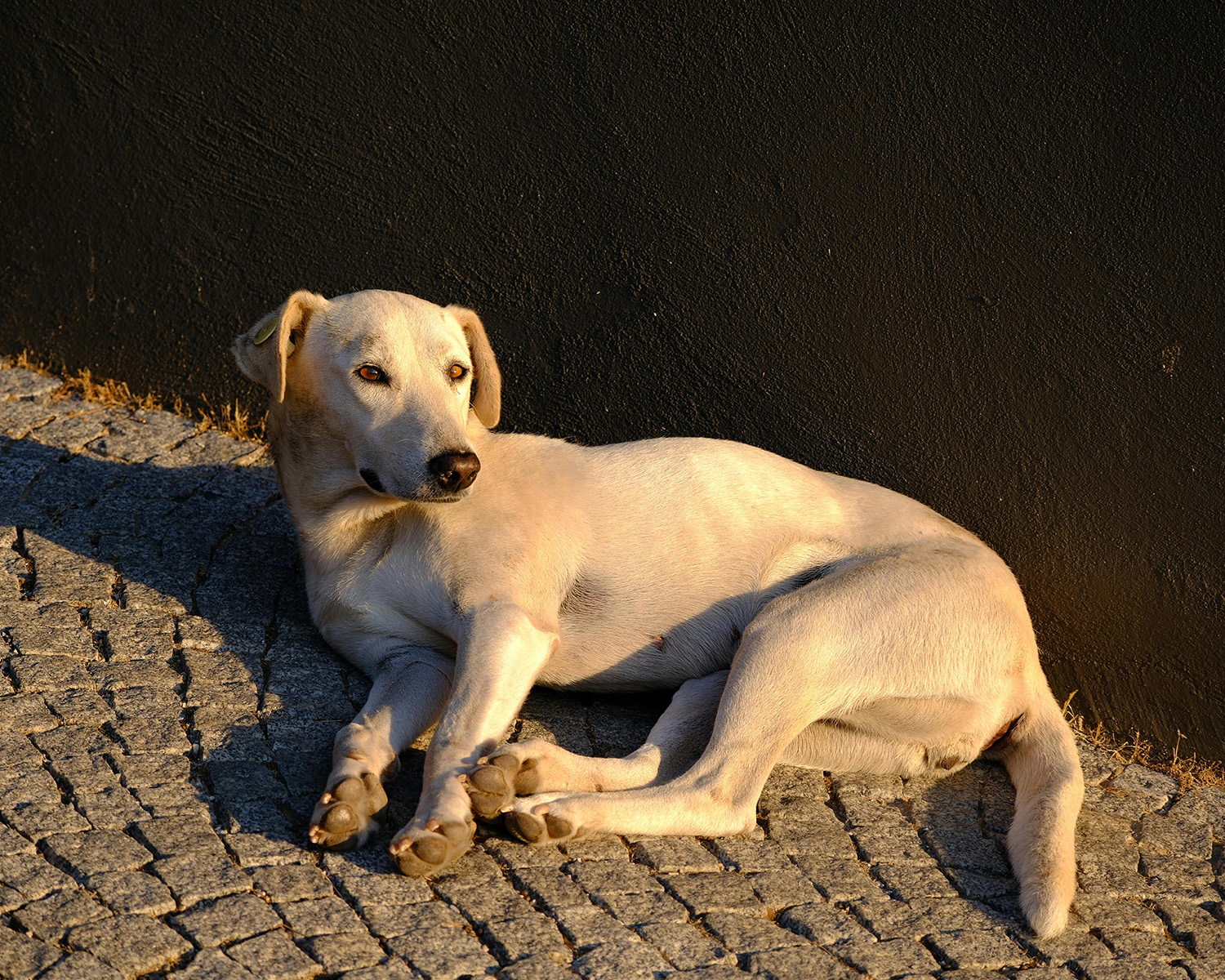 Dog lying in the sun in the street in Turkey