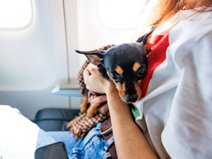 Woman holds her small black dog on the airplane.
