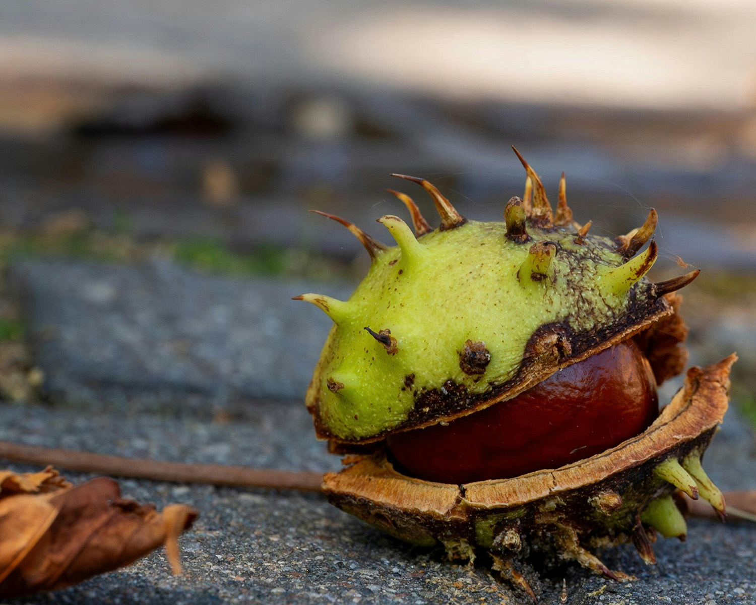 Conker and horse chestnut seed