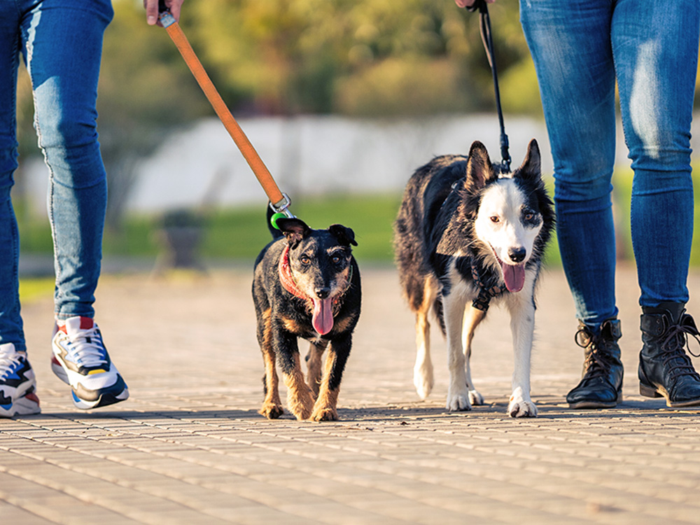 A couple of friends walking their two dogs together outside.