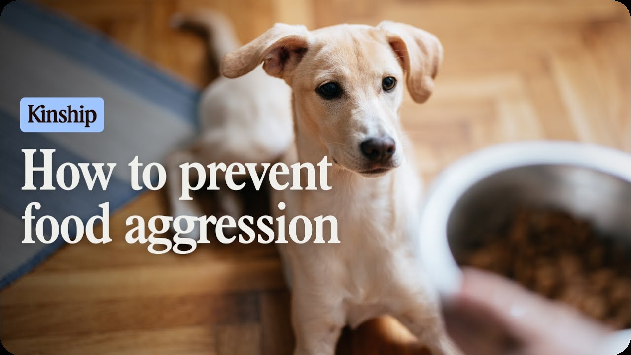 Stop Dog Food Aggression Fast With These 4 Easy Steps!