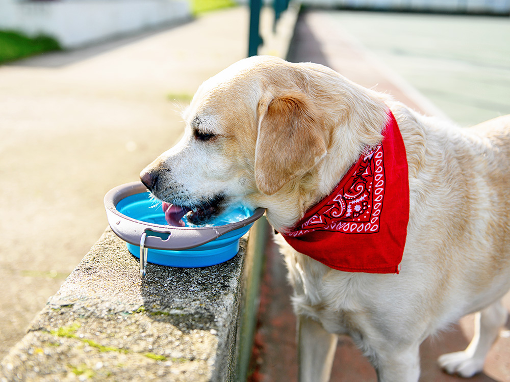 Dog drinking water out of a bowl outside.