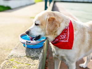 Dog drinking water out of a bowl outside.