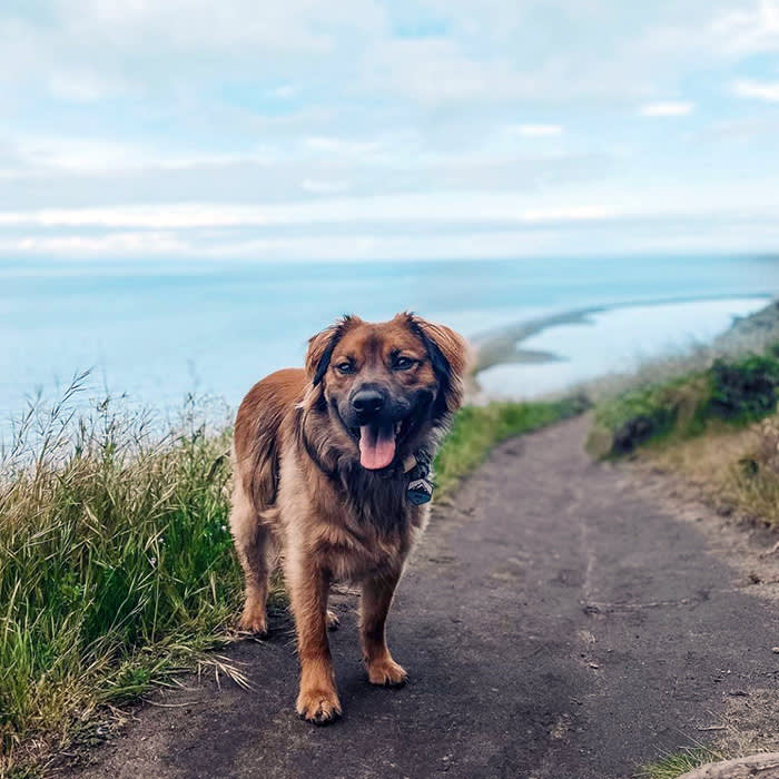 a brown dog on a trail at Whidbey Island