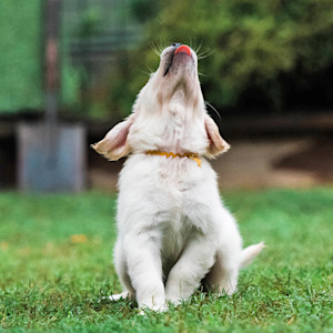 Cute Labrador puppy licking the air outside.