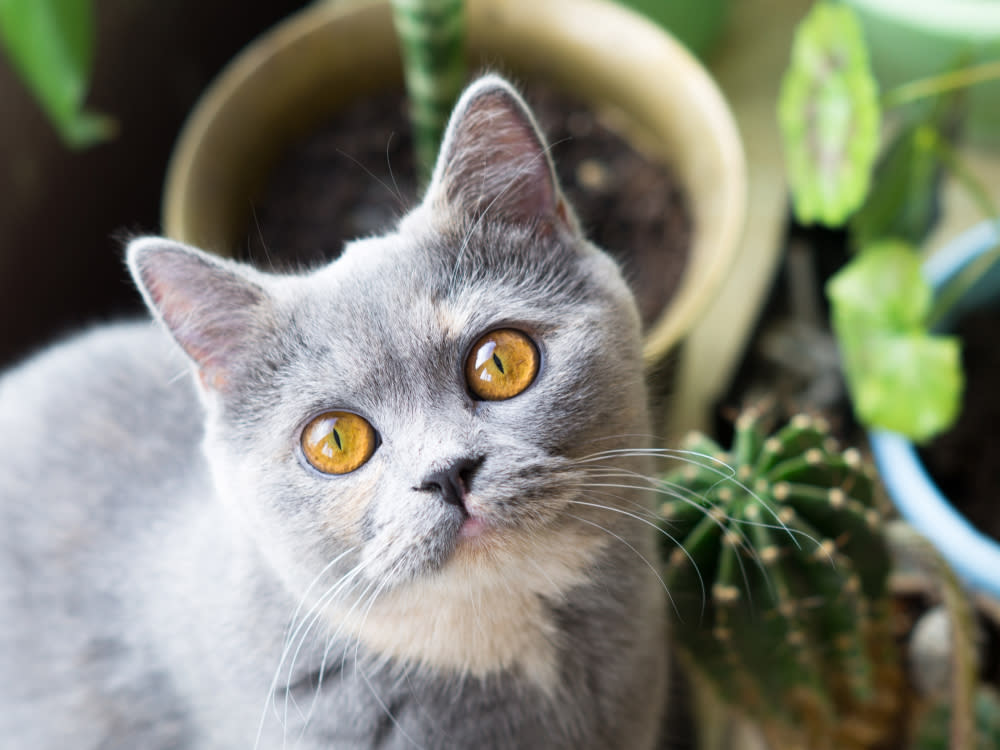 Grey shorthair cat with orange eyes looking up while sitting next to a small cactus