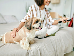 Woman watching tv with her small dog at home.