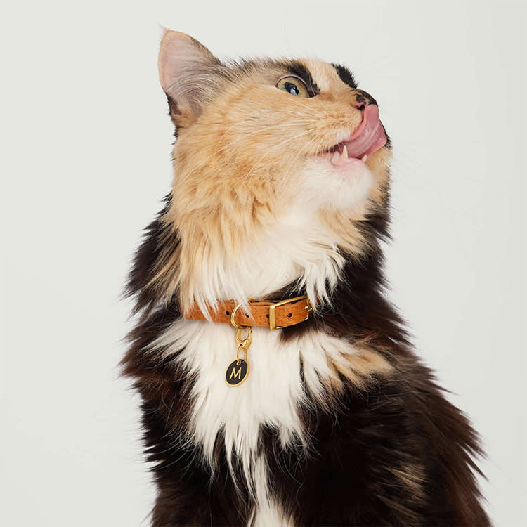 A calico cat wearing a collar with a gold tag with an "M" on it. 