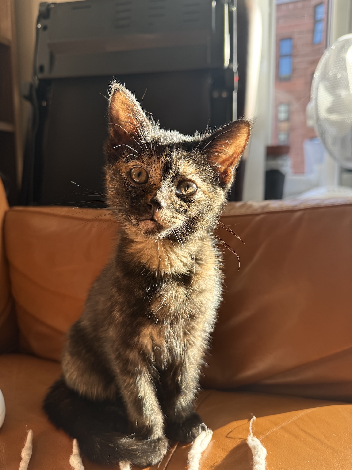 a picture of a tortoiseshell tabby kitten
