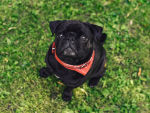 Small black pug in a red banana sitting in grass and looking up at camera, dogs eyes getting cloudy