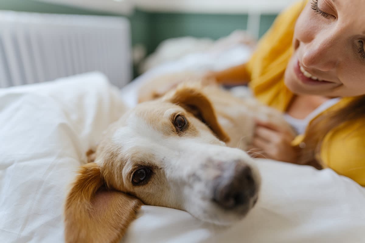 a picture of a brown and white dog with floppy ears lying on a bed cuddling with a white woman in yellow top