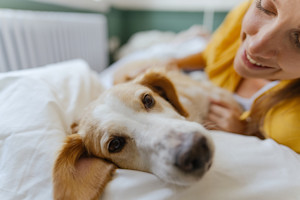 a picture of a brown and white dog with floppy ears lying on a bed cuddling with a white woman in yellow top