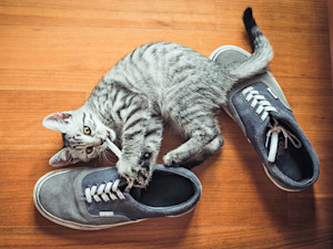 Cat playing with sneakers at home.