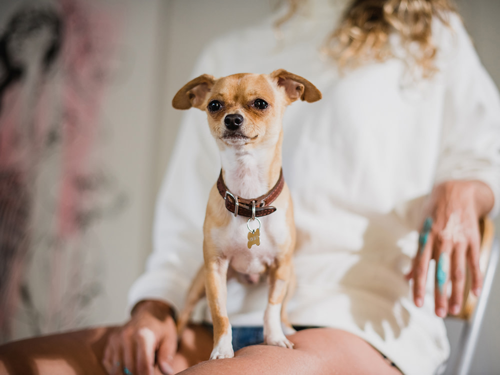 Small tan dog on the lap of a woman in a protective stance
