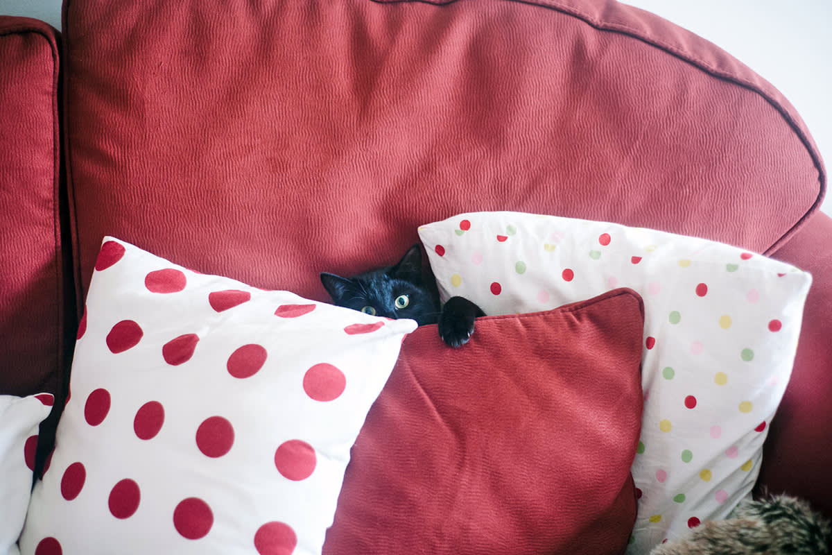 cat hiding in a couch
