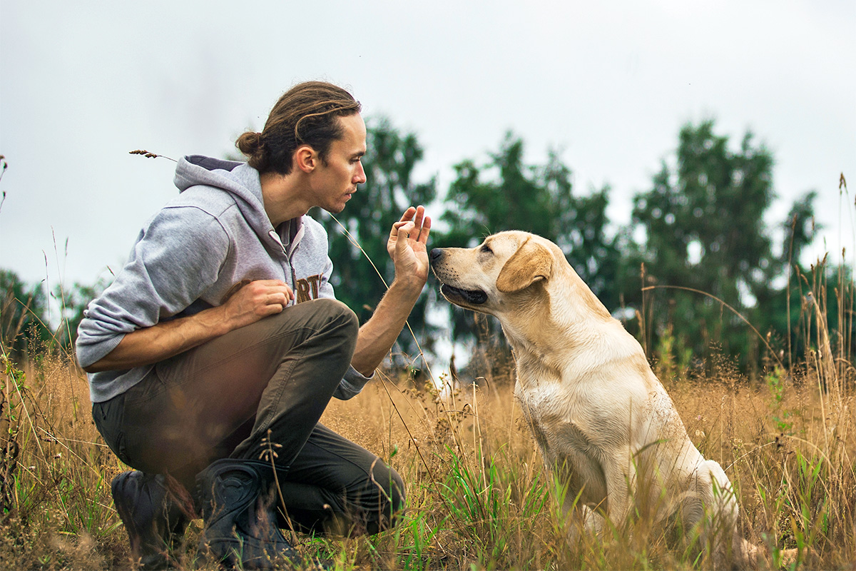 person feeding a dog