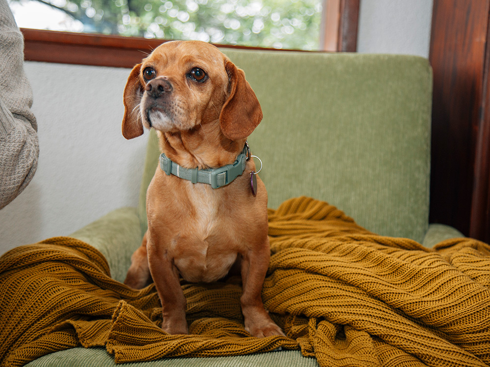 Sasha Spielberg's dog on a green chair