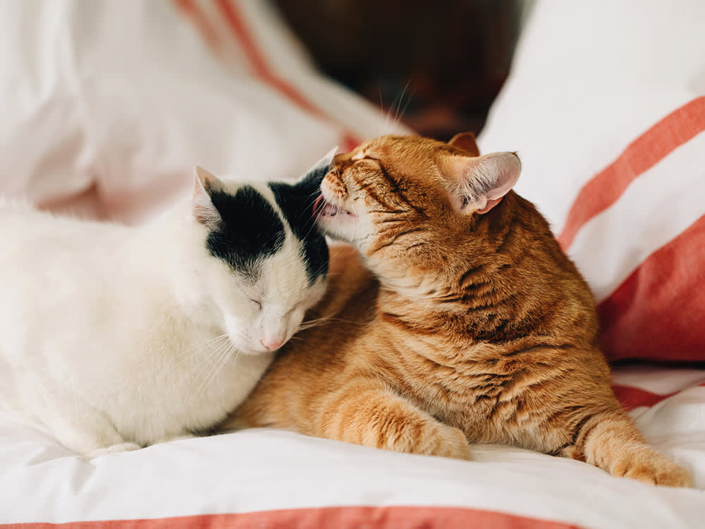 Two tabby cats cuddling each other with their eyes closed