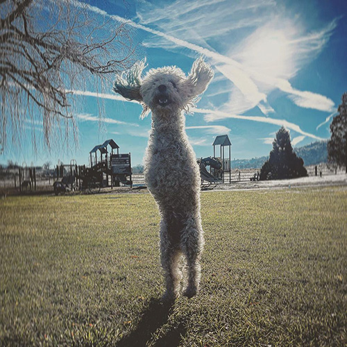 Zach Skow's dog Cora