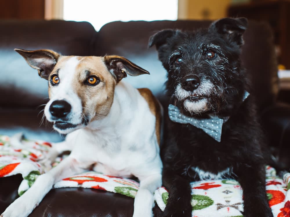 Two dogs watching TV
