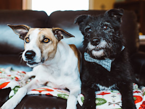 Two dogs watching TV