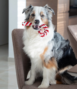 An Australian Shepherd holding a red and white candy-cane rope toy indoors sitting on a chair