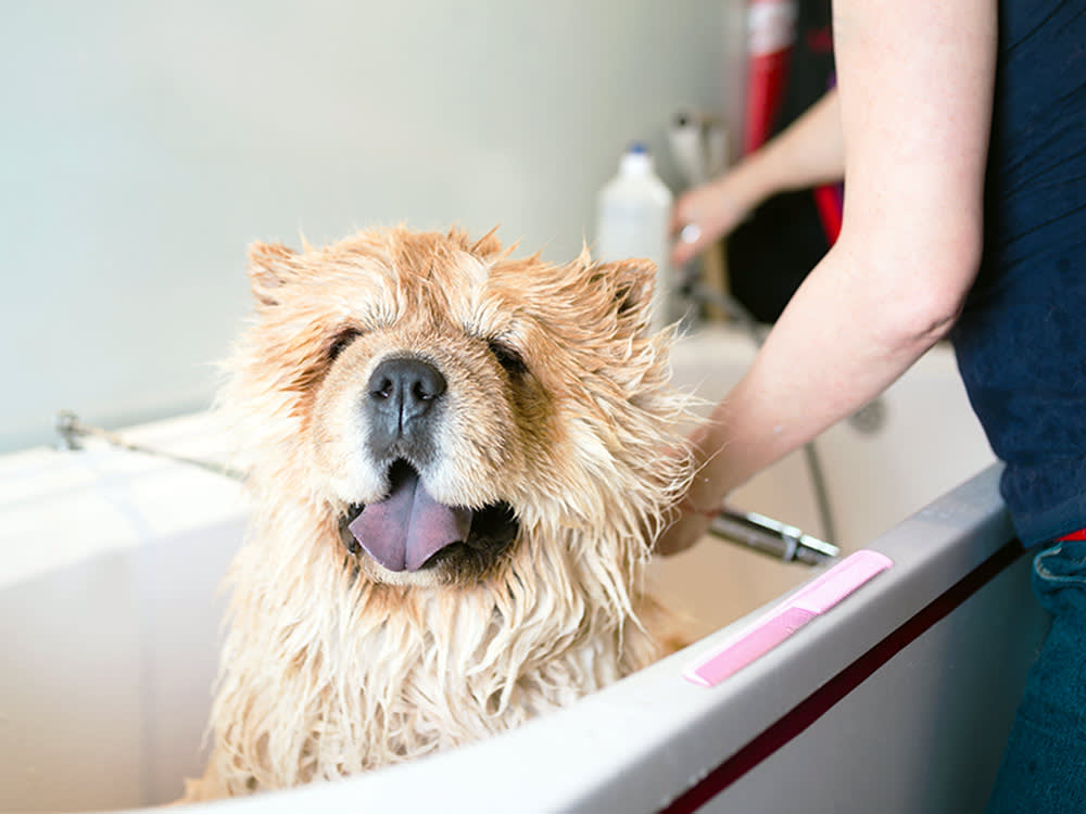 Woman giving Chow Chow dog a flea bath.