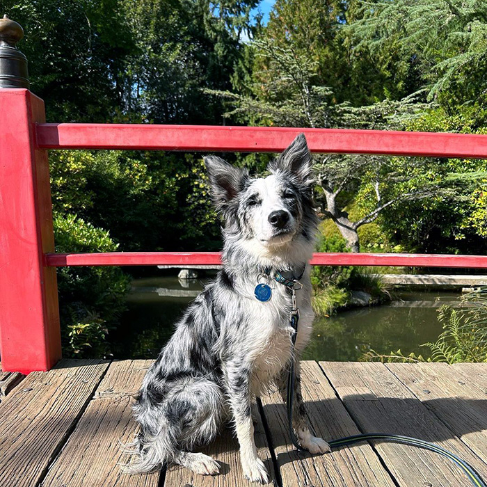 a dog at Kubota garden