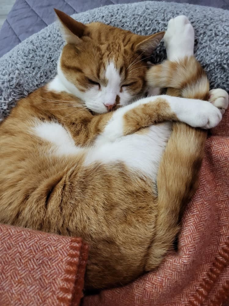 a ginger and white cat curls up in a shrimp position