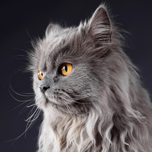 persian cat