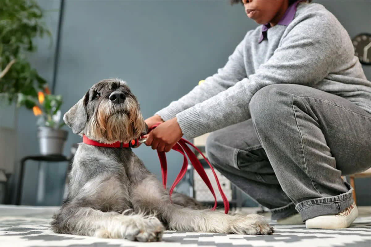 person taking off a dog's collar