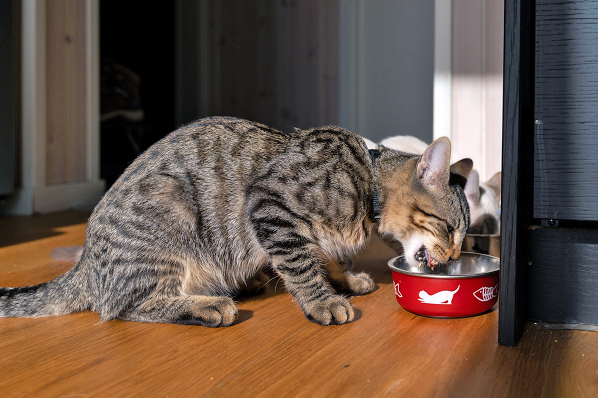 Cat eating from a bowl