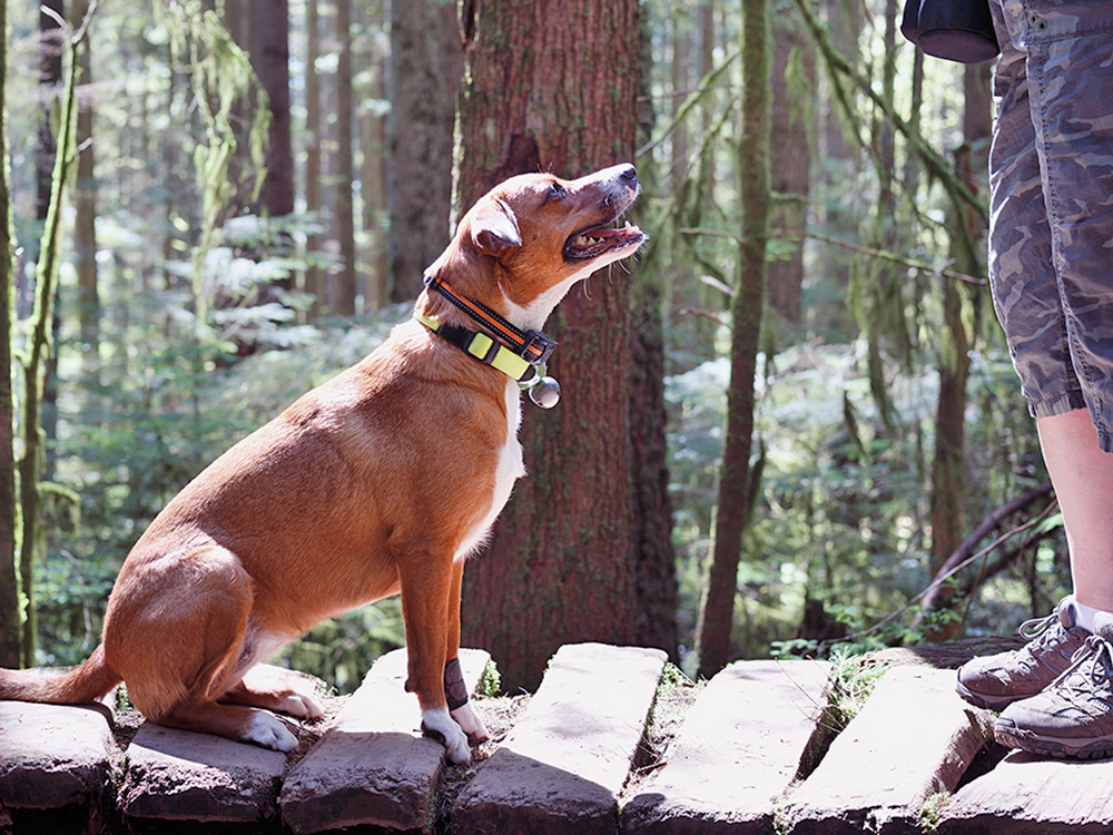 Dog wearing GPS collar with someone outside in the forrest.