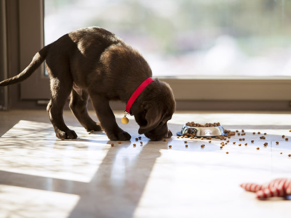 Puppy eating food out of a bowl 