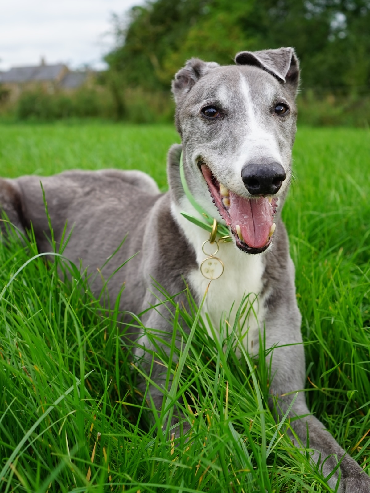 a picture of a grey greyhound lounging in the grass