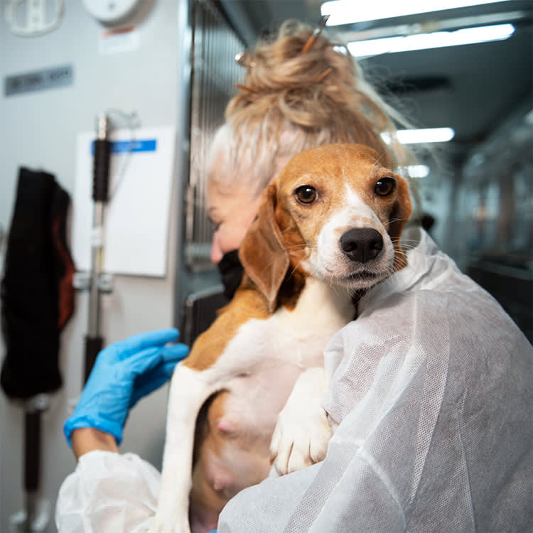Beagle dog being carried by woman in lab coat.