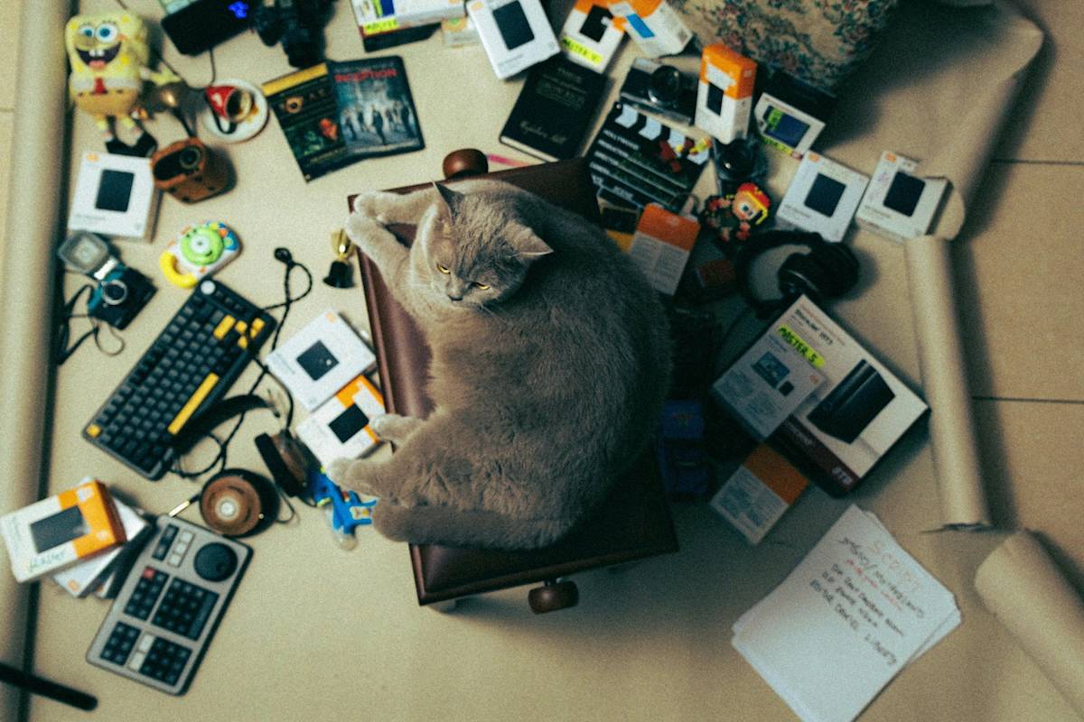 aerial shot of cat surrounded by old tech