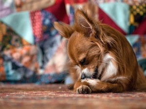 a Chihuahua dog licking their paw