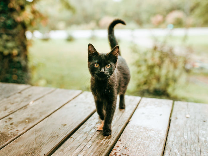 Black kitten on a porch