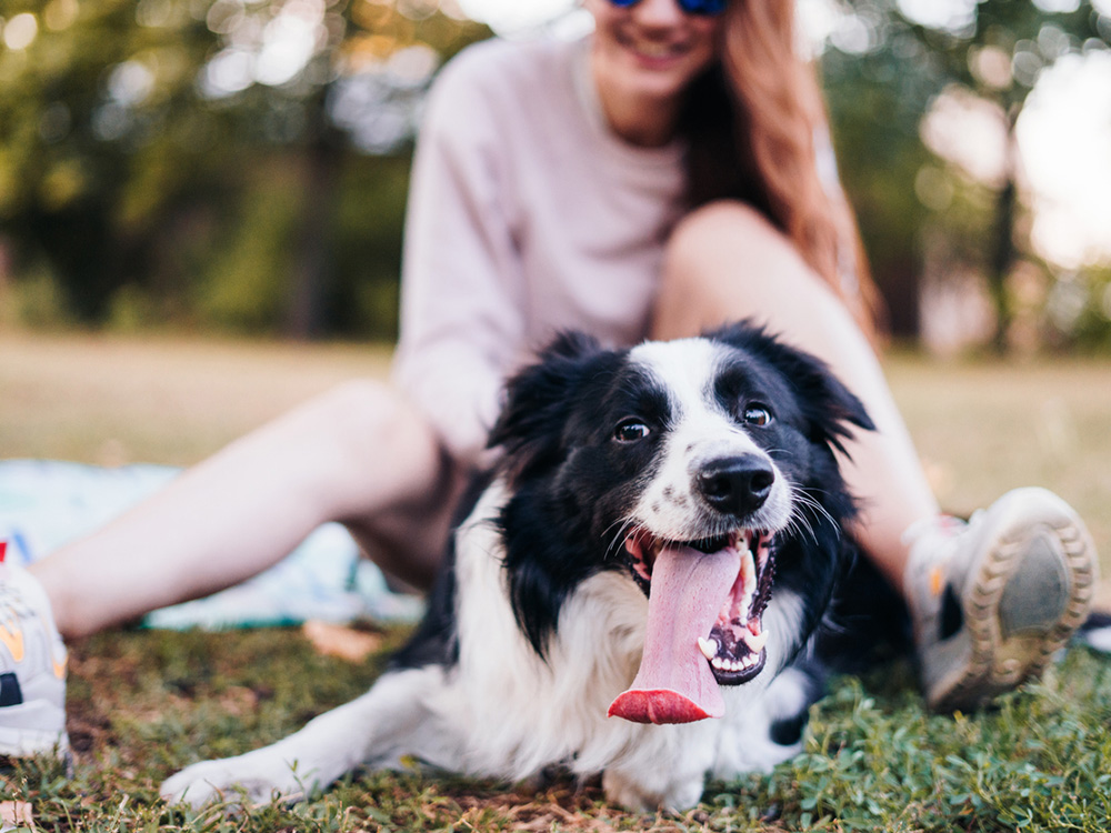 Border collie best sale rapid breathing