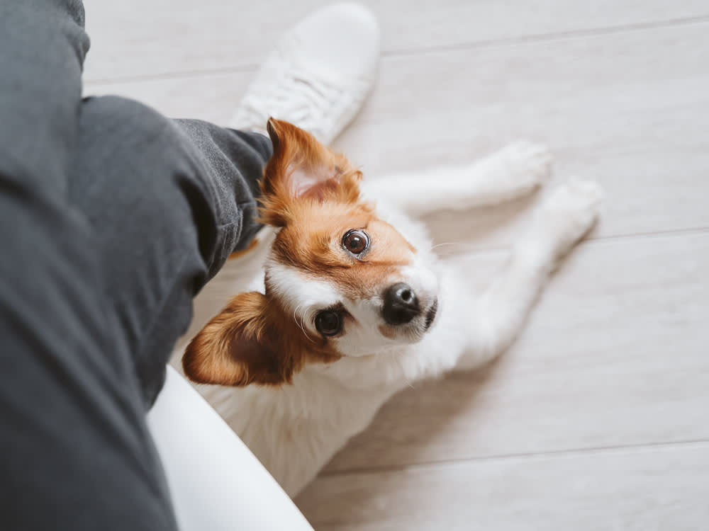 Dog sitting under a person's legs looking up. 