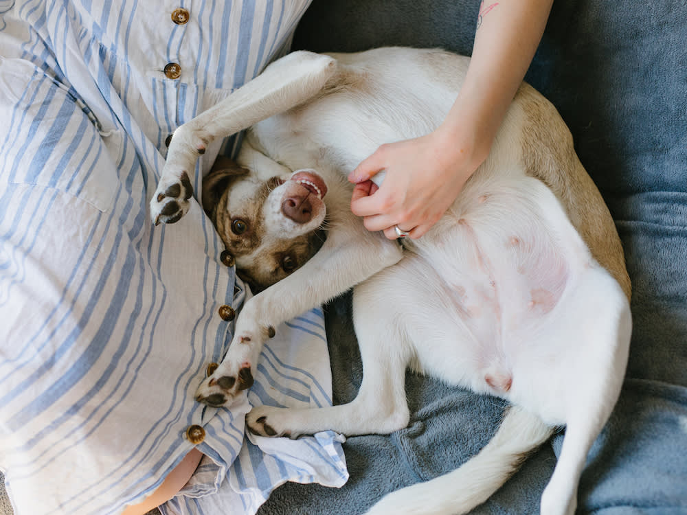 a white dog getting a belly rub 